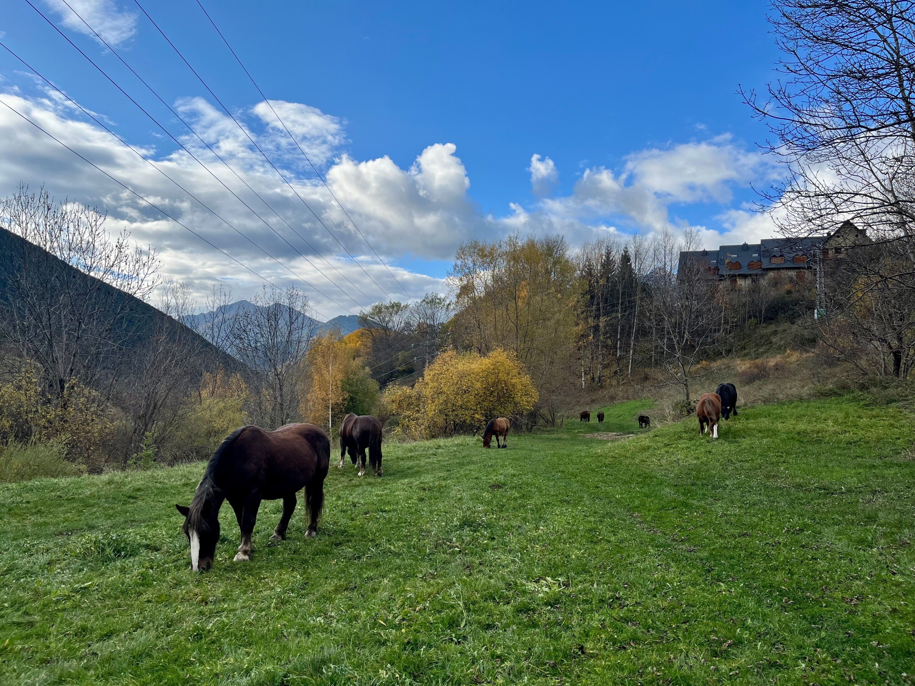 A grassy field with horses grazing, surrounded by trees and mountains.