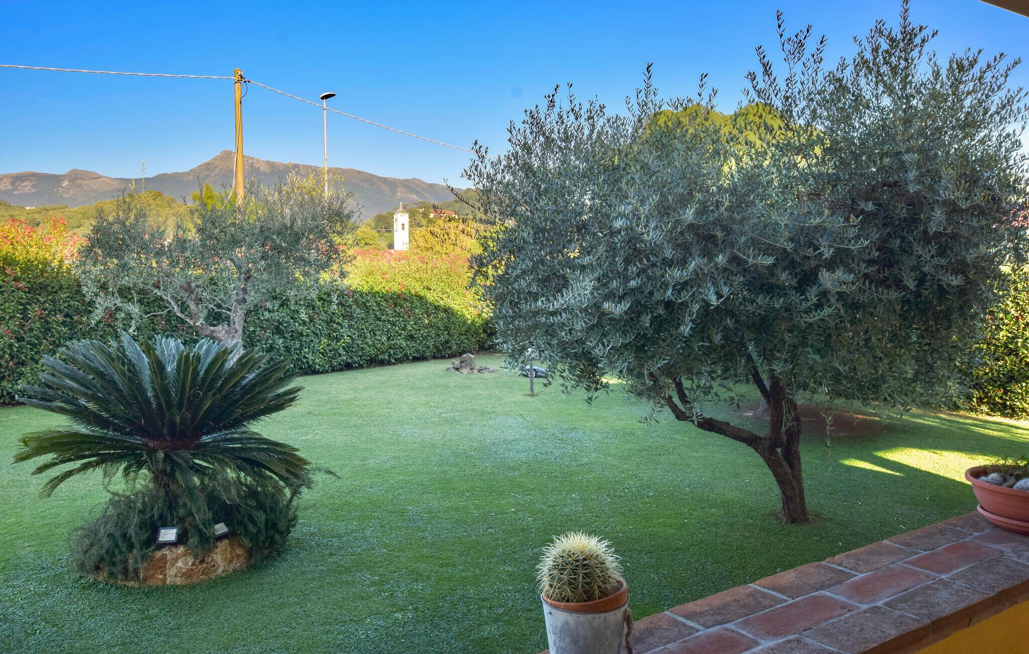 A well-maintained garden with a variety of plants, a cactus, and a small tree.
