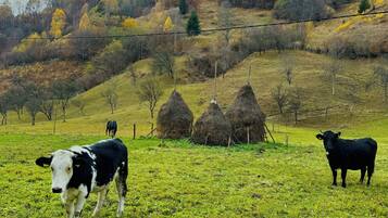 A grassy field with hay bales and cows.