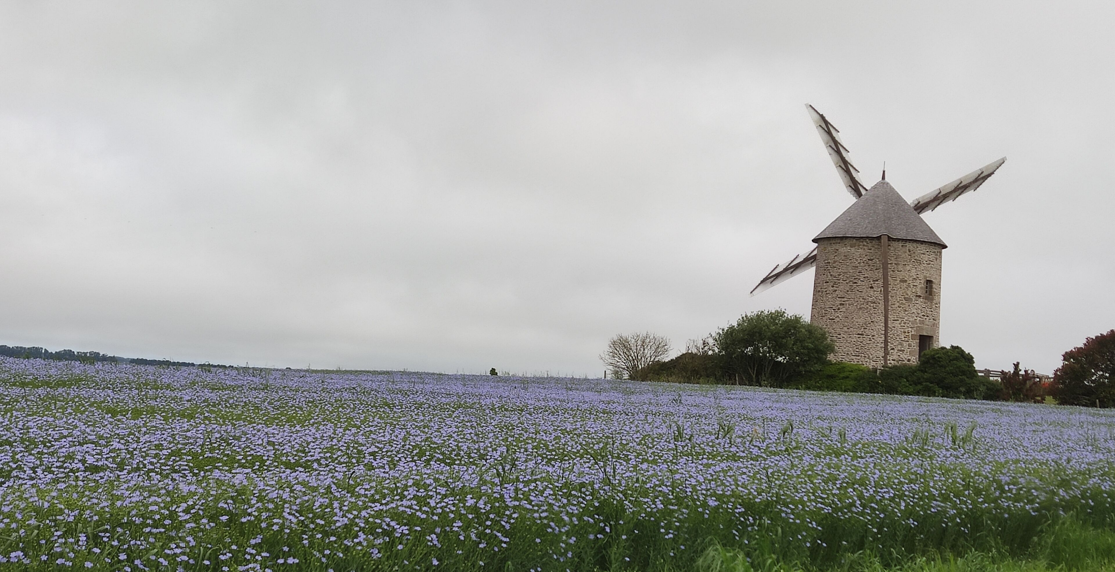 Een windmolen met een stenen fundering en een kegelvormig dak, omringd door een veld paarse bloemen.