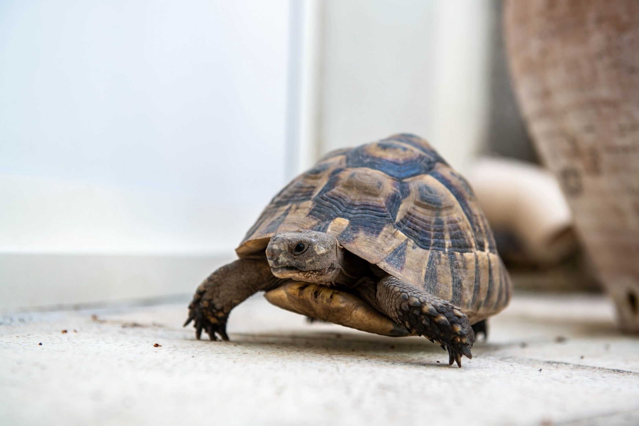 Una tortuga sobre una superficie plana.