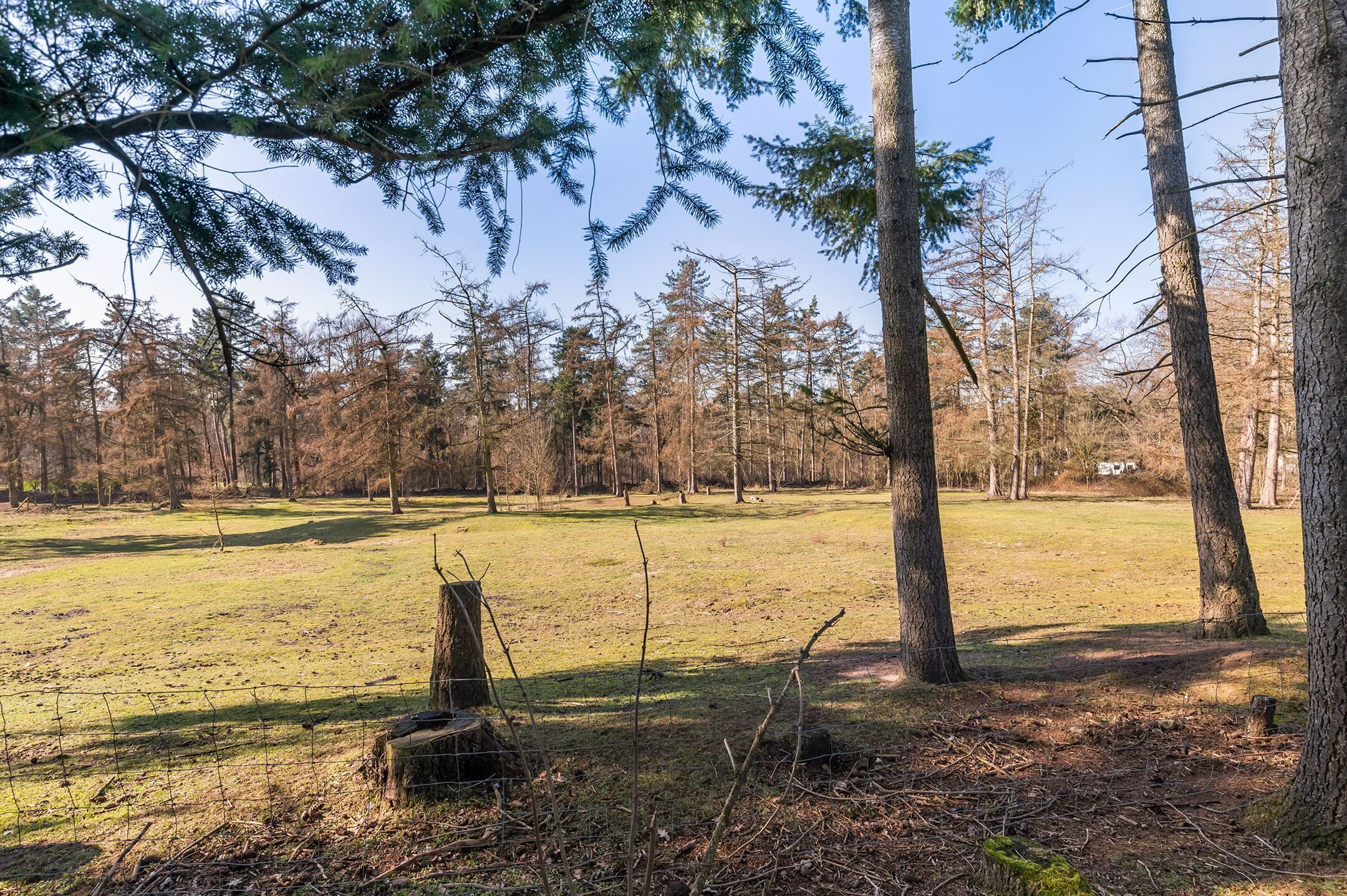 A natural landscape with a grassy field, trees, and a fence.