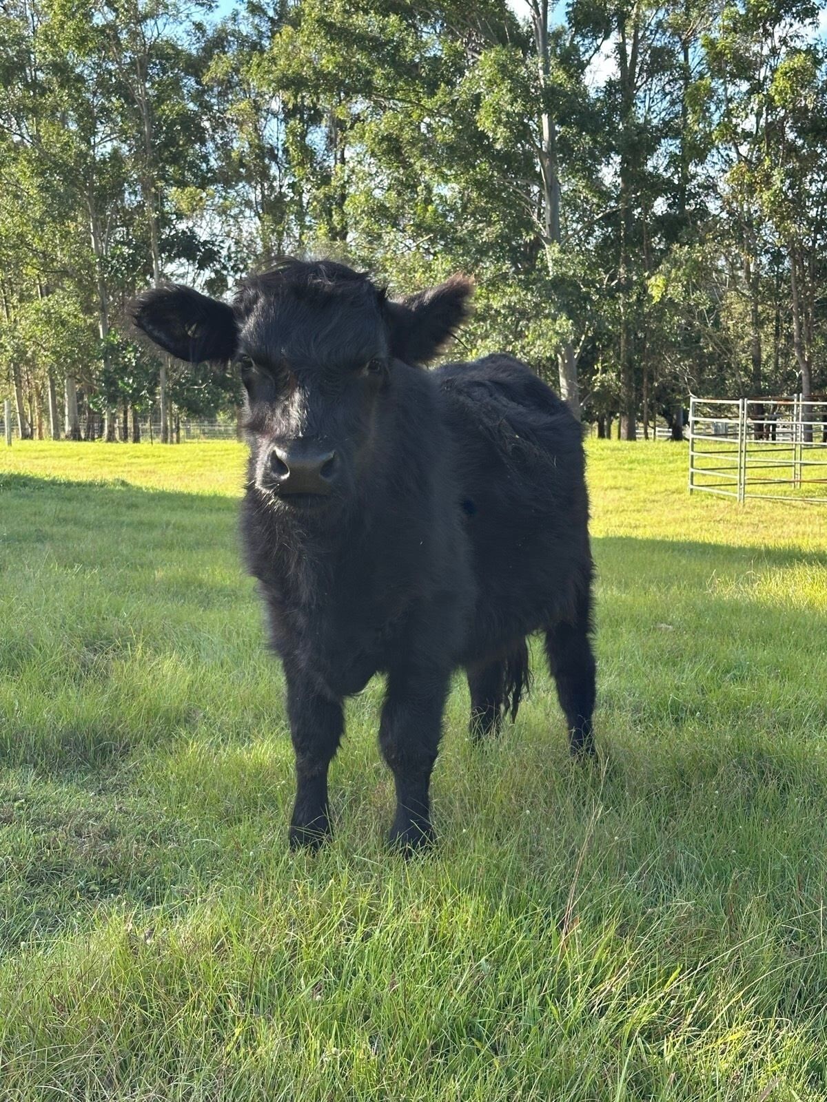Una vaca negra de peu en un camp verd amb arbres al fons.