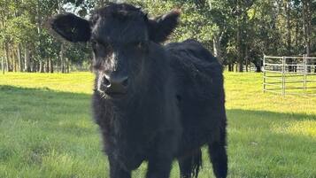 Una vaca negra de peu en un camp verd amb arbres al fons.