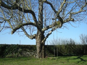 Un grand arbre sans feuilles, doté d’un tronc épais et de nombreuses branches, se dressant sur un fond de ciel bleu clair.
