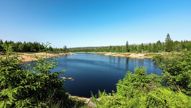 Ein ruhiger See, umgeben von dichtem Wald und blauem Himmel.