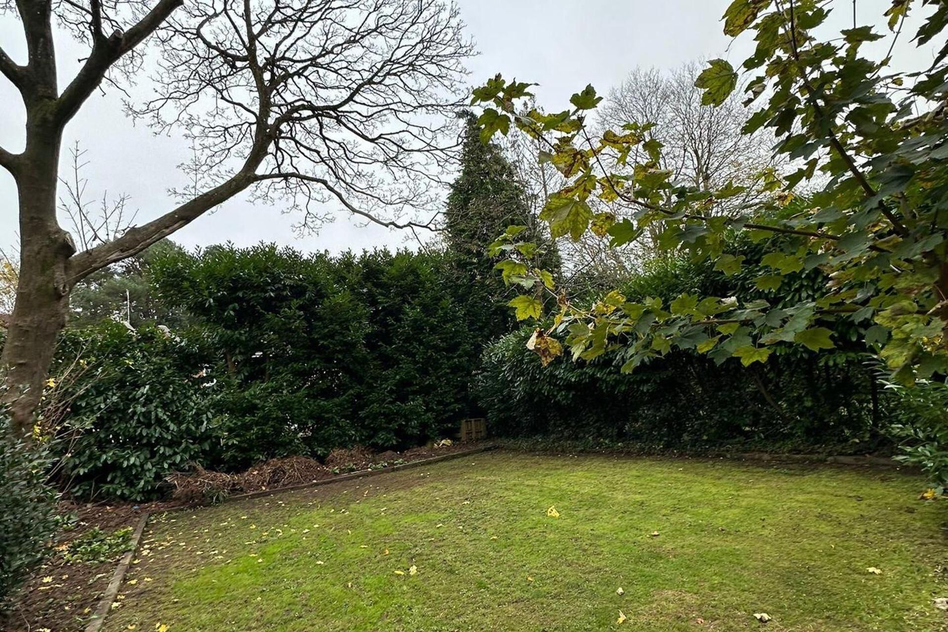 A grassy backyard with a tree and dense shrubbery.