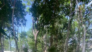 A pathway surrounded by trees leading to a building with a pool.
