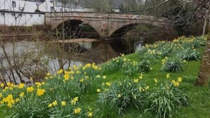 A bridge over a river with a garden of yellow daffodils in the foreground.