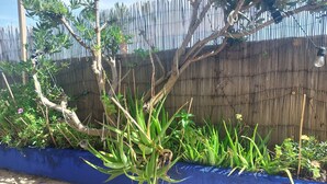 A garden area with various plants and a blue-painted wall. - Beautiful, quiet, bright artist's apartment.  South-facing terrace, air conditioning. (Marseille)