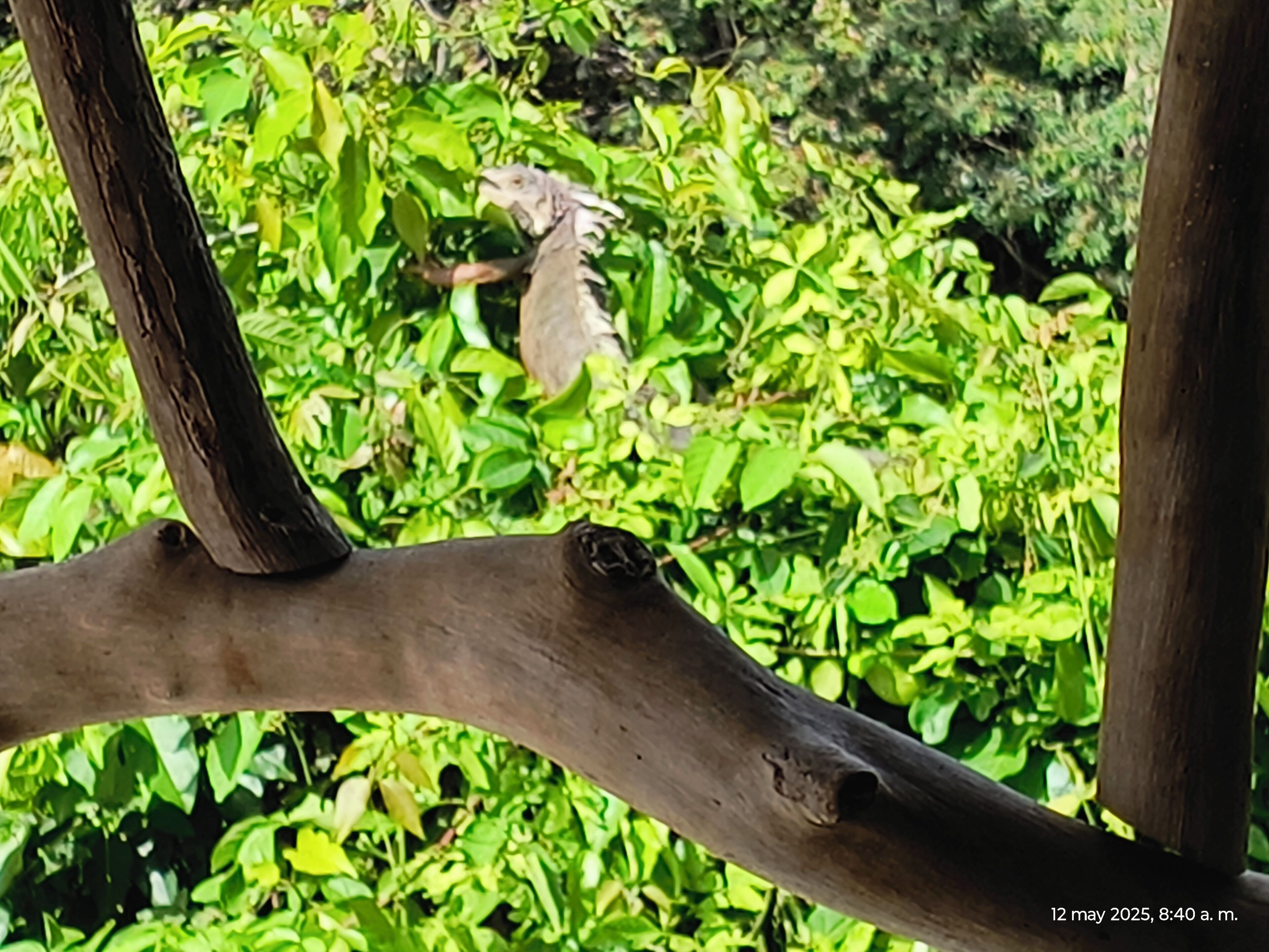 A wooden structure with a bird perched on it, surrounded by dense green foliage.