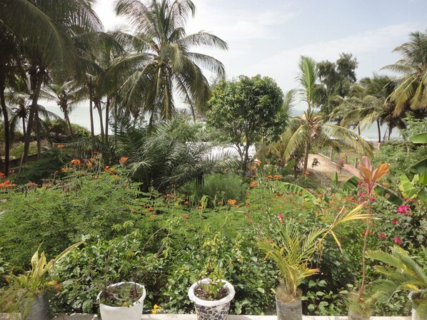 A tropical garden with various plants and flowers, including palm trees and a pathway.
