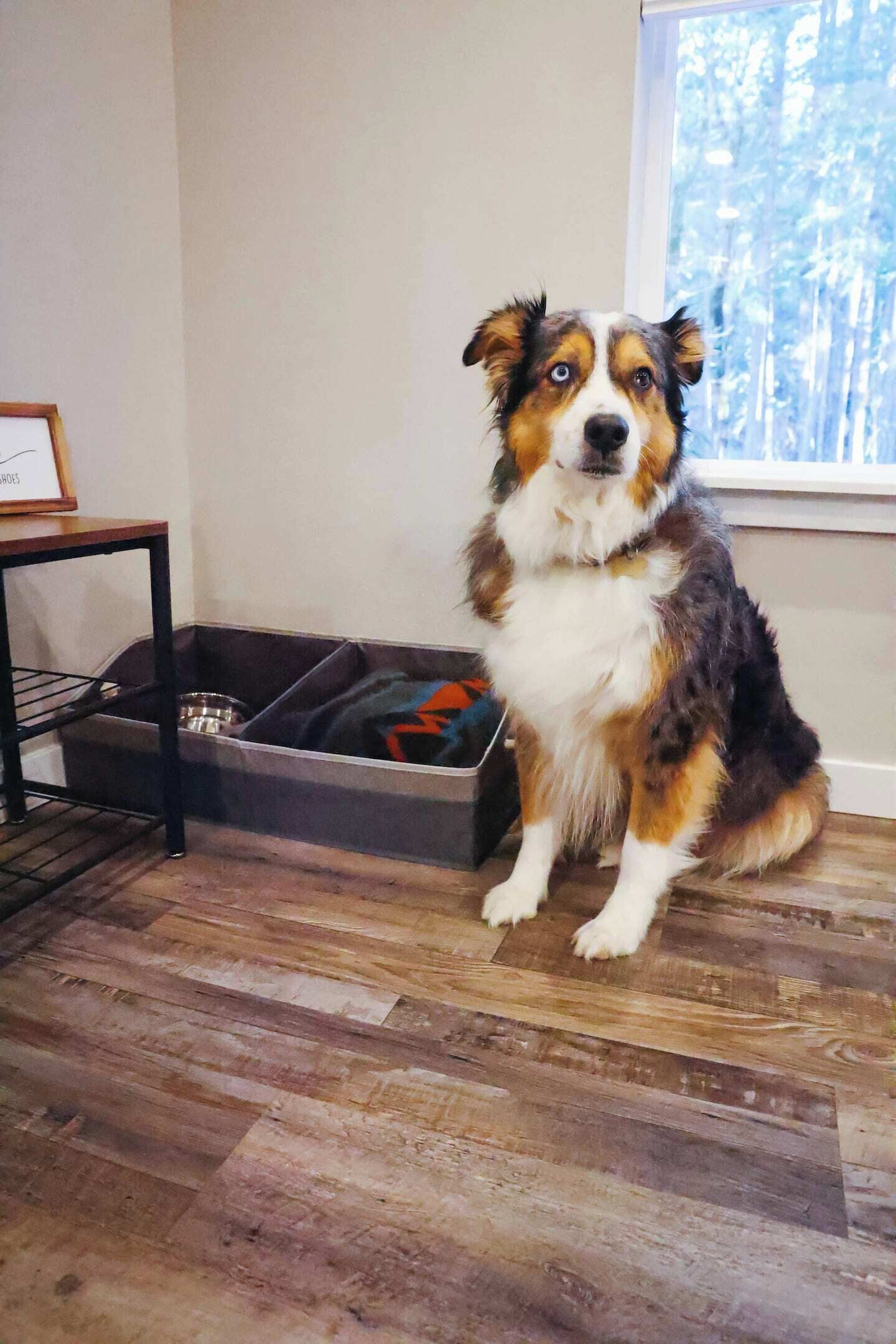 Un chien est assis sur un plancher en bois, à côté d’un panier pour animaux de compagnie, avec une fenêtre en arrière-plan.