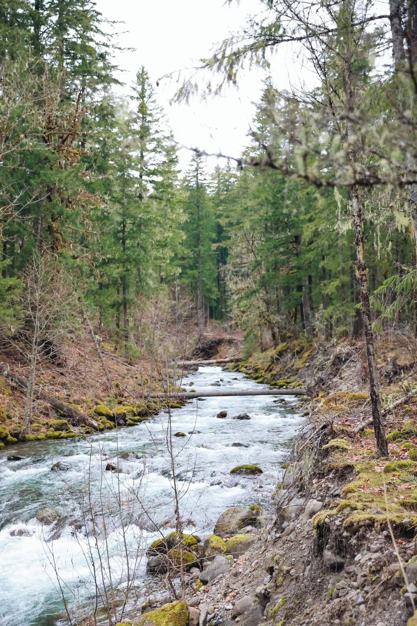Un río serpenteando por una zona boscosa con árboles densos y terreno rocoso.