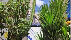 A narrow outdoor space with a cactus, a palm tree, and a white chair. - munay apartment (Cusco)