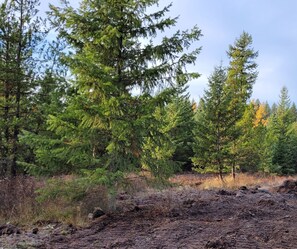 A forested area with dense trees and a ground covered in dry leaves and twigs. - Remote RV site w/o hookups. Perfect for campers under 30 feet. Site C. (Deary)