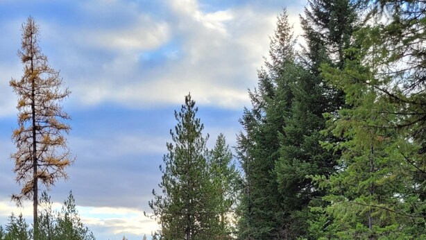 A gravel road surrounded by dense forest. - Remote RV site w/o hookups. Perfect for campers under 30 feet. Site C. (Deary)
