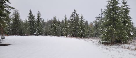 A snow-covered forest with a clear path.