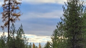A gravel road flanked by dense coniferous trees, leading into a forested area. - Remote RV site w/o hookups. Perfect for campers under 30 feet. Site C. (Deary)