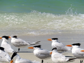Beach - Tropical Setting, Bonita Beach with 34 Acre Private Island (Bonita Springs)