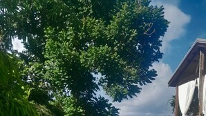 A lush garden with a wooden pavilion, a picnic table, and a variety of tropical plants. - Modern Eco lodge with A/C in bedrooms and 40ft patio for relaxation and fun. (St. Sylvans Village)
