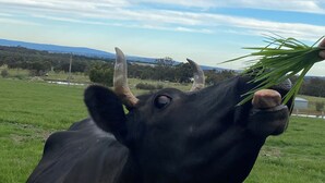 A black cow with horns eating grass in a field.