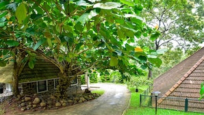 A stone pathway leading to a rustic building with a thatched roof, surrounded by lush greenery and a well-maintained lawn. - HOTEL TREETOP (Peermade)