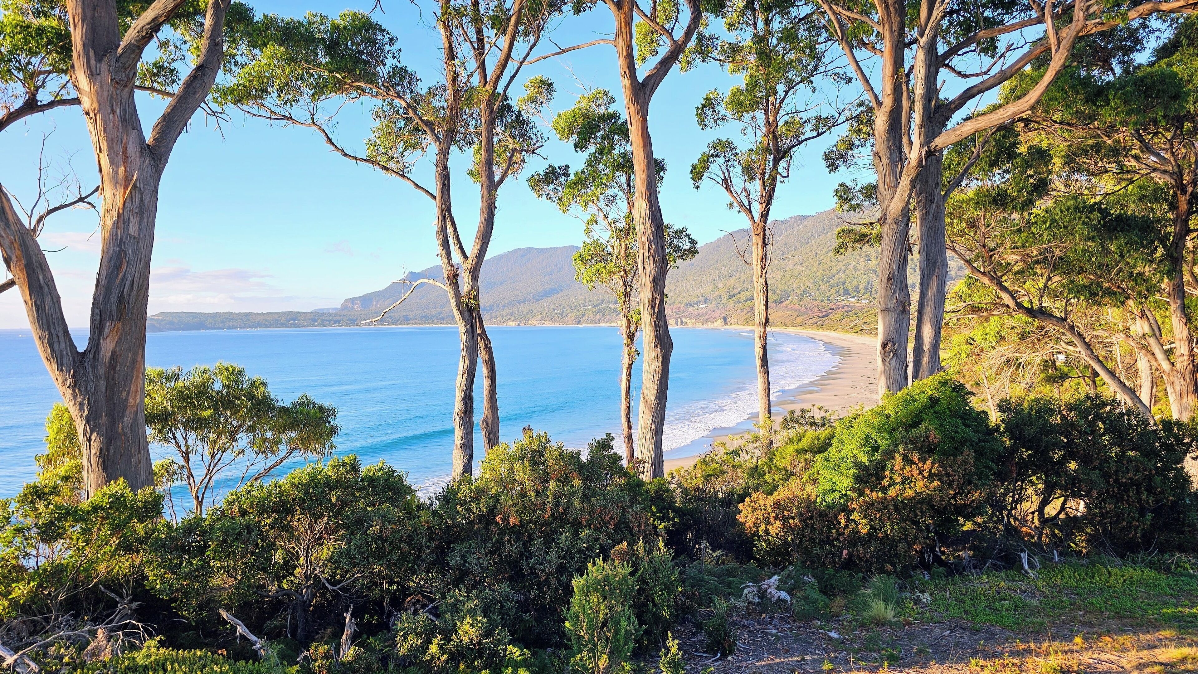 Un paysage côtier avec des arbres et une plage.