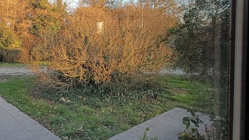 A garden with a variety of shrubs and trees, a paved walkway, and a clear sky.