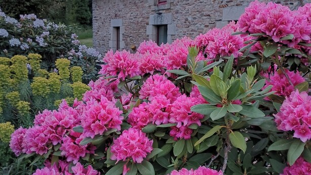Un edificio de piedra con techo inclinado, rodeado de vegetación exuberante y flores rosadas vibrantes.