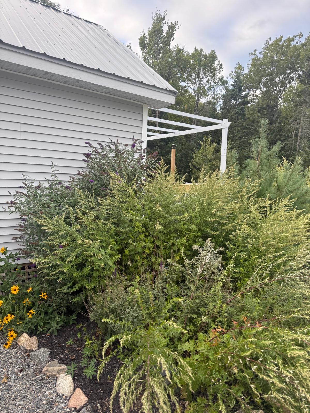A garden with a variety of plants and a pergola structure.
