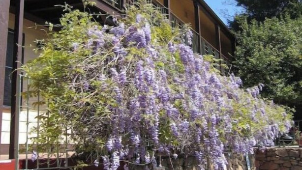 A building with a stone wall and purple flowering vines.