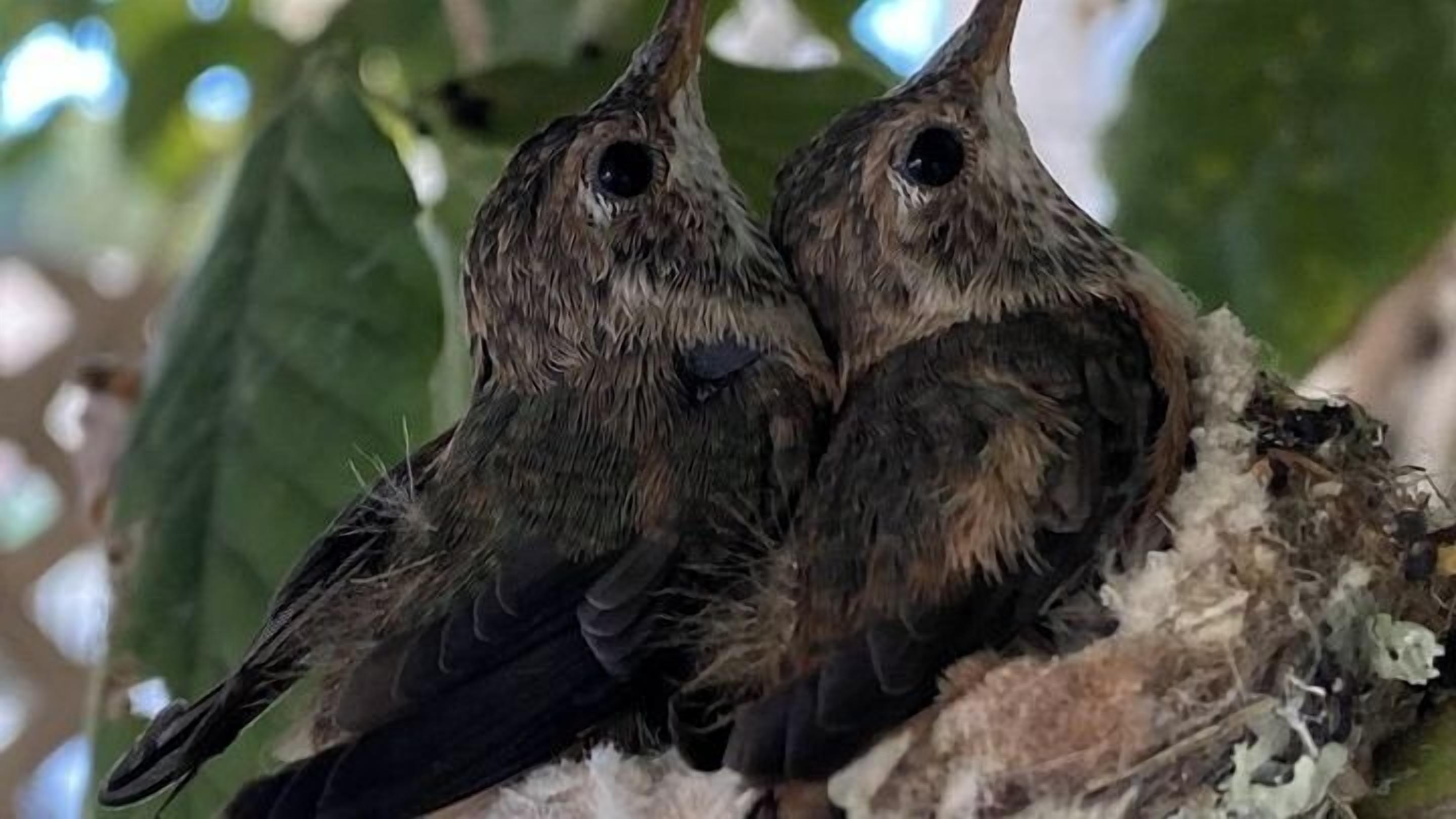 Two birds in a nest.