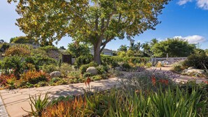 A garden with a variety of plants, a large tree, and a paved walkway. - Hummingbird Haven by Avantstay Dog-friendly, Near the Beach, Huge Yard+hot Tub (Santa Barbara)
