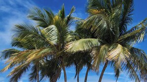 A beach with four palm trees and a clear blue sky.