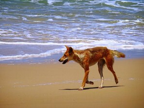 Beach - K'Gari Island Retreat get away! (Eurong)