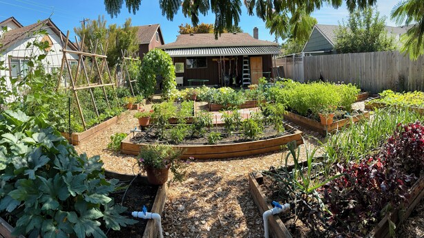 A well-maintained garden with raised beds and a variety of plants.