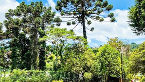 Un jardín con árboles altos y un cielo despejado.