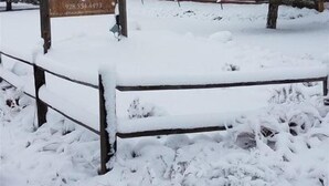 Un chalet en bois, avec une enseigne devant, entouré d’arbres couverts de neige.