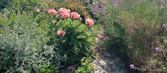 Comfortable family home with beautiful wild gardens to enjoy.