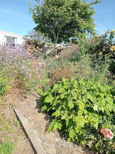 Comfortable family home with beautiful wild gardens to enjoy.