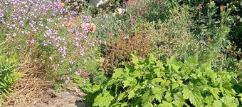 Comfortable family home with beautiful wild gardens to enjoy.