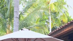 Un área junto a la piscina con sillones de descanso y sombrillas, rodeada de palmeras y un espacio de estar cubierto.