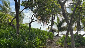 A natural outdoor area with trees and plants, a dirt path, and a body of water in the background.