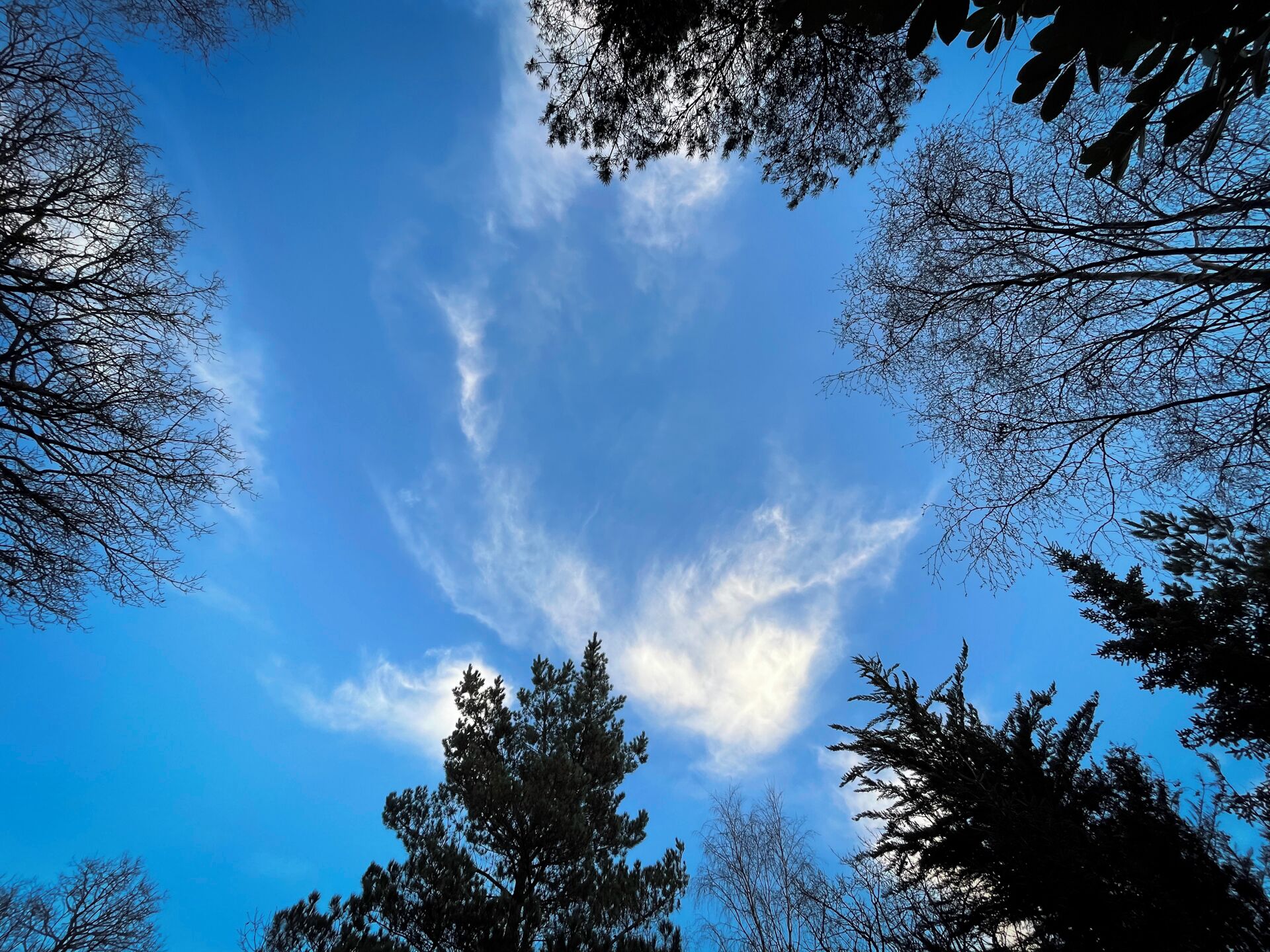 A clear blue sky with sparse clouds and tree silhouettes.