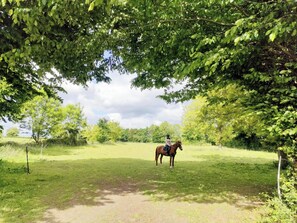 Unclassified image, 3 of 64, button - Ch. d'hôtes La clef des champs - THE SOURCE OF OUR ROOTS - FERMETTE - AVESNOIS (Beaufort)