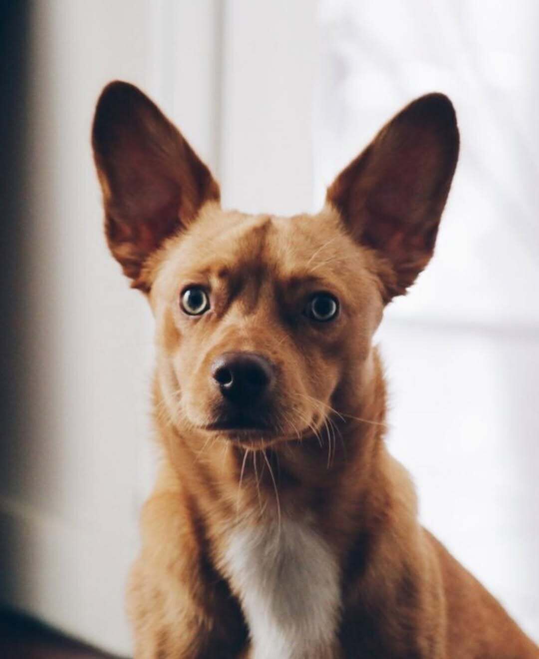 A dog with large ears and a light brown coat.