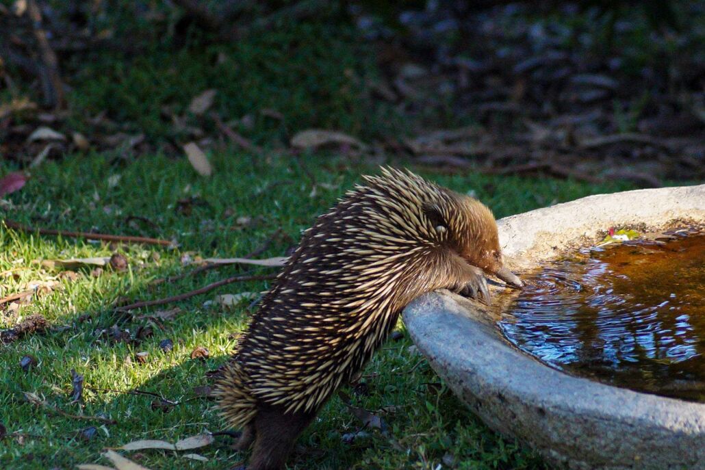 Ein Igel trinkt aus einer Betonwanne.