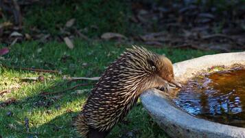 Ein Igel trinkt aus einer Betonwanne.