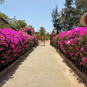 A pathway flanked by vibrant pink bougainvillea bushes leading to a gated entrance.